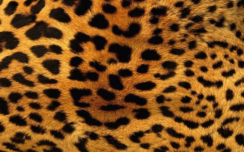 ファイル:Leopard.jpg