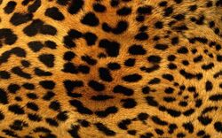 Leopard.jpg