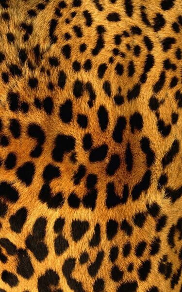 ファイル:Leopard2.jpg